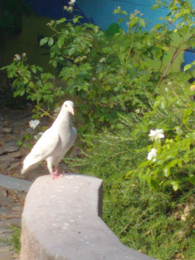 Social Services Organization «The Shade Tree», reviews and photos