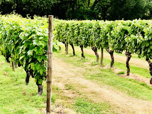 Winery «Bethany Vineyard & Winery», reviews and photos, 4115 NE 259th St, Ridgefield, WA 98642, USA