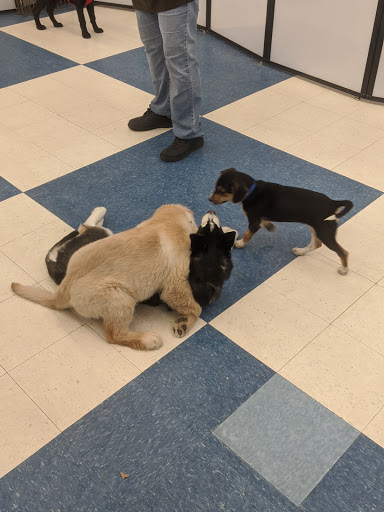 Pet Supply Store «Petco Animal Supplies», reviews and photos, 2277 Ford Pkwy, St Paul, MN 55116, USA