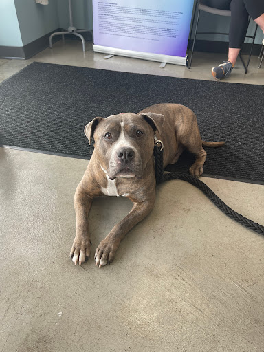 PetWellClinic - Robinson Township