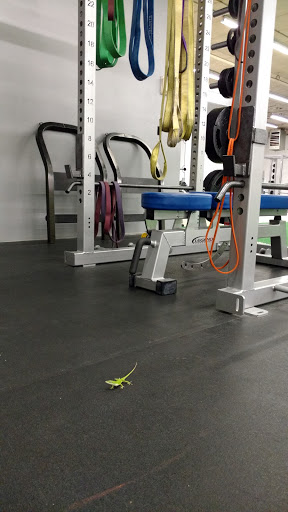 Gym «Storm Strength & Fitness», reviews and photos, 1108 Princess St, Wilmington, NC 28401, USA