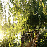 Photo n°7 de l'avis de ste.o fait le 16/06/2017 à 23:42 sur le  Trattoria Boscaccio à Settimo Milanese