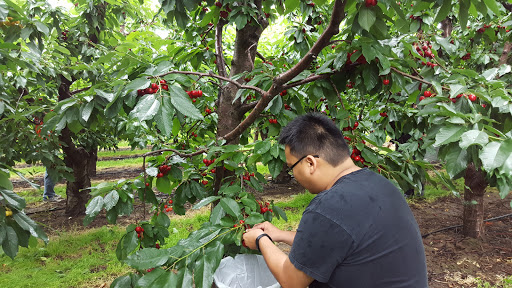 Produce Market «Washington Fruit Place At Barrett Orchards», reviews and photos, 1209 Pecks Canyon Rd, Yakima, WA 98908, USA