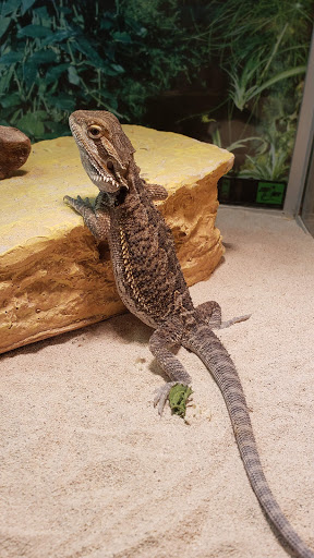 Pet Store «Claremont Pet & Aquarium Center», reviews and photos, 201 Washington St, Claremont, NH 03743, USA