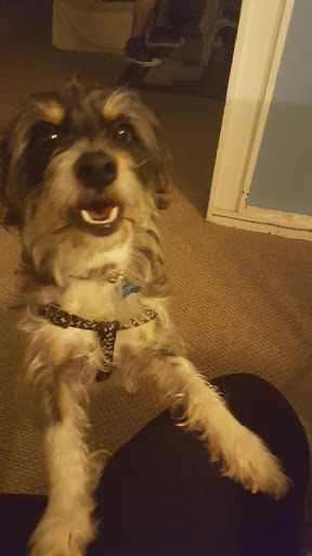 Pet Supply Store «Unleashed by Petco», reviews and photos, 8412 Georgia Ave, Silver Spring, MD 20910, USA