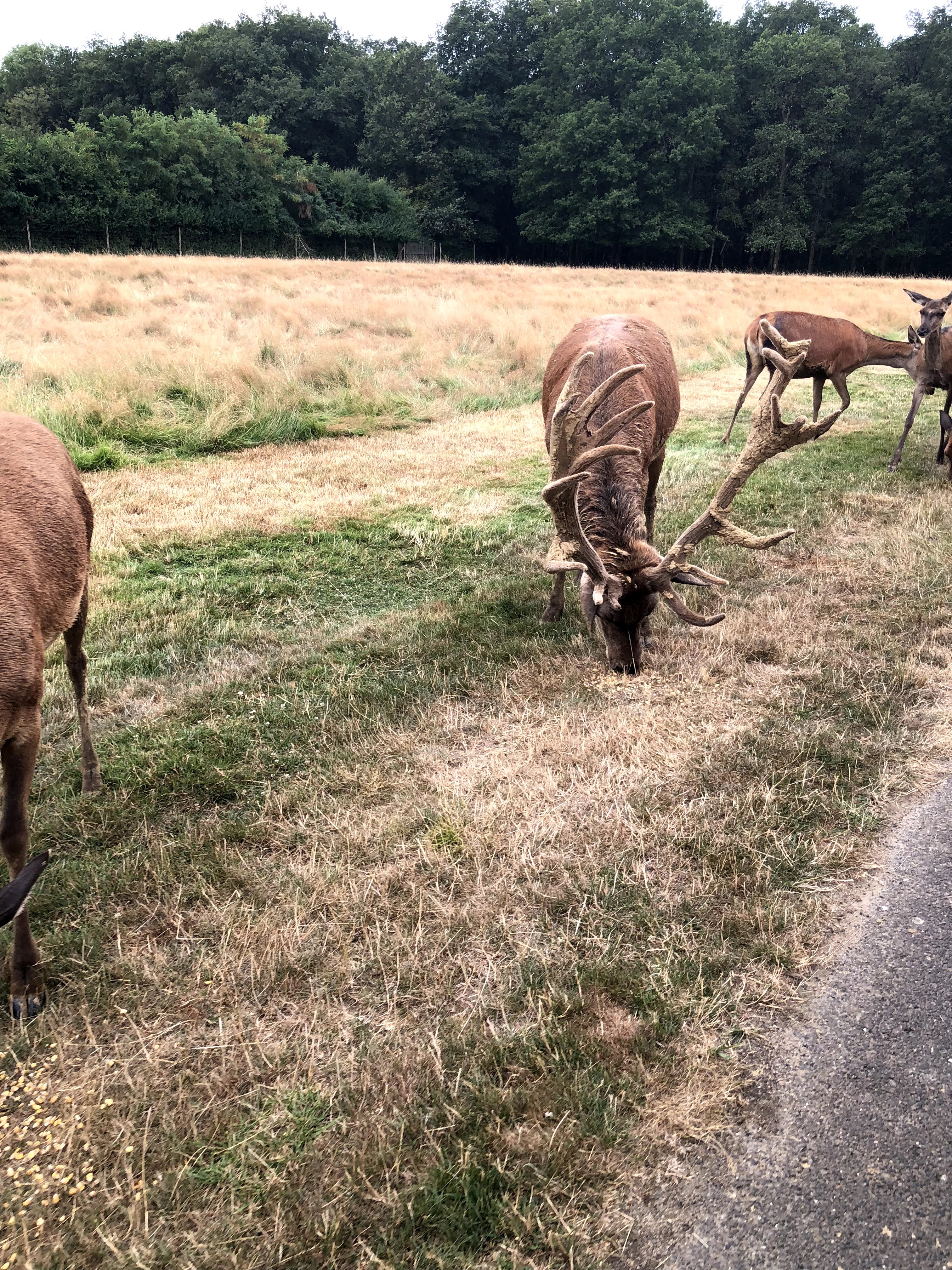 Photo n° 22 de l'avis de Julien.o fait le 27/07/2018 à 17:41