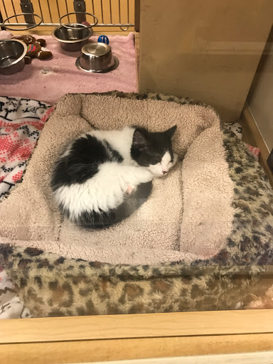 Pet Supply Store «PetSmart», reviews and photos, 131 Highlands Blvd Dr, Manchester, MO 63011, USA