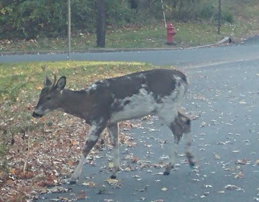 Park «Edison State Park», reviews and photos, 37 Christie St, Edison, NJ 08820, USA