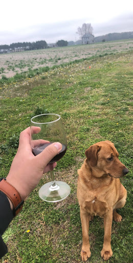 Vineyard «Chatham Vineyards & Winery», reviews and photos, 9232 Chatham Rd, Machipongo, VA 23405, USA