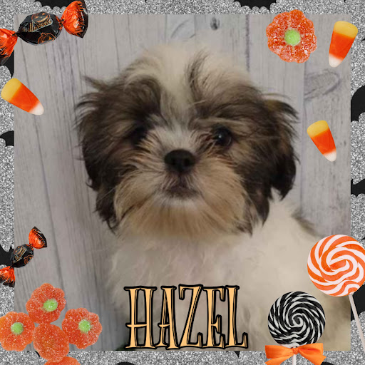 Pet Store «Pet Express», reviews and photos, 250 Granite St, Braintree, MA 02184, USA