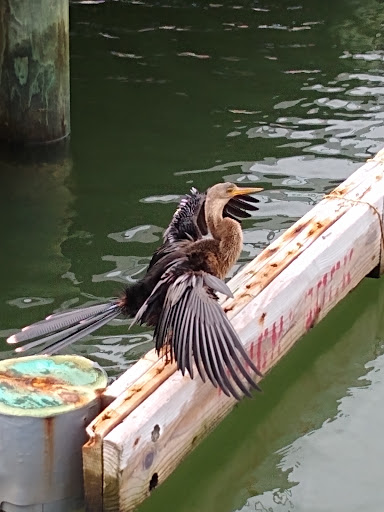 Park «Edgewater Park», reviews and photos, 51 Main St, Dunedin, FL 34698, USA