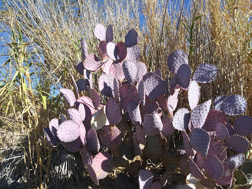 RV Park «Fort Beale RV Park», reviews and photos, 300 Metcalfe Rd, Kingman, AZ 86401, USA