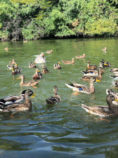 Park «Marquette Park», reviews and photos, 6743 S Kedzie Ave, Chicago, IL 60629, USA