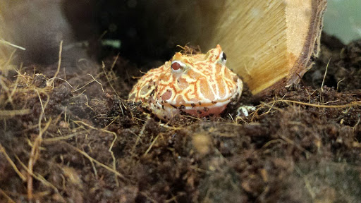 Pet Store «Species Pet Supply», reviews and photos, 1935 W Brandon Blvd, Brandon, FL 33511, USA