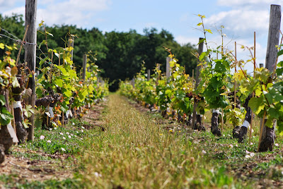 Domaine des Grandes Espérances à Mesland