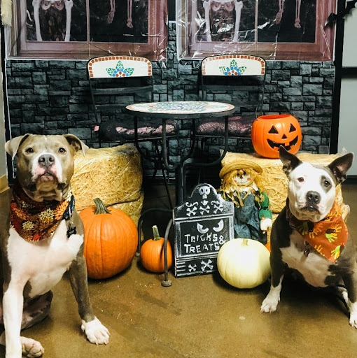 Pet Store «Pet Planet Ridgeview», reviews and photos, 2910 N Power Rd #103, Mesa, AZ 85215, USA