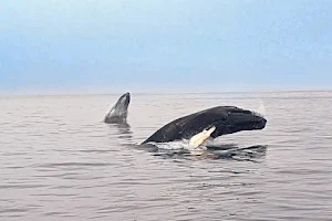 Newburyport Whale Watch image