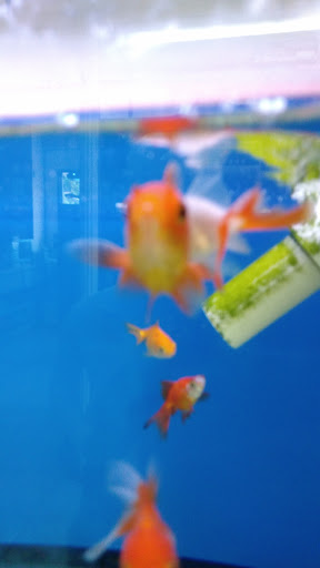 Aquarium «1st Class Aquarium», reviews and photos, 1167 Bay St, Staten Island, NY 10305, USA