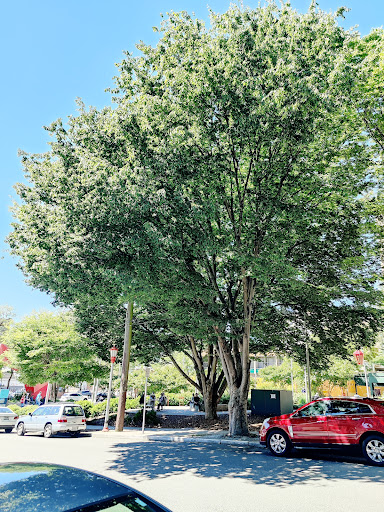 Park «Hing Hay Park», reviews and photos, 423 Maynard Ave S, Seattle, WA 98104, USA