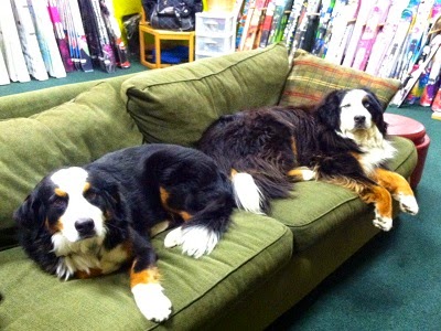 Ski Shop «Mountain Dogs Ski & Sport», reviews and photos, 12 Plaistow Rd, Plaistow, NH 03865, USA