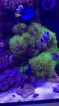 Coralia Aquarium Gallery - Photo 5 - Car repair in Guaynabo, Puerto Rico, San Juan