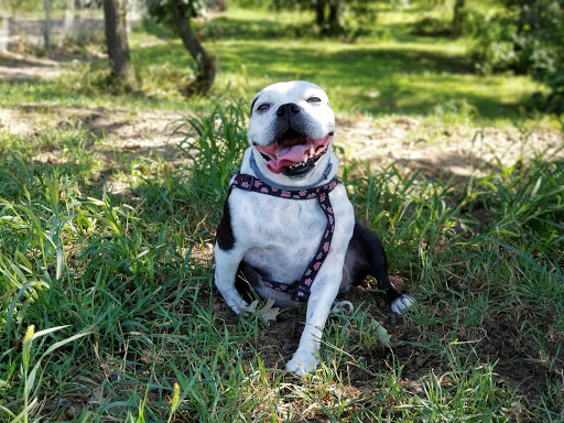Dog Park «Bunker Hills Dog Park», reviews and photos, 1620 133rd Ave NW, Coon Rapids, MN 55448, USA