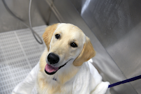 Scenthound College Station - Photo 7 - Car repair in College Station, TX, College Station