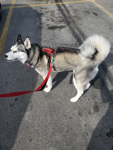 Pet Supply Store «PetSmart», reviews and photos, 2017 N Prospect Ave, Champaign, IL 61822, USA