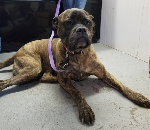 Pet Supply Store «Cheshire Cat & Dog Too», reviews and photos, 1320 Waterbury Rd, Cheshire, CT 06410, USA