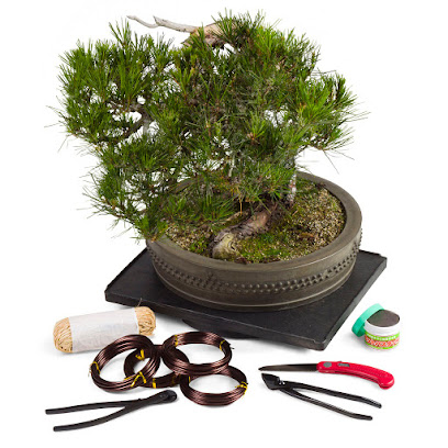 Bonsai Tree (Pty) Ltd Online Store