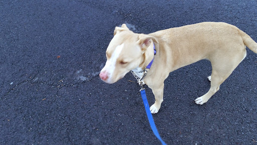 Animal Shelter «BrightSide Animal Center (formerly Humane Society of Redmond)», reviews and photos