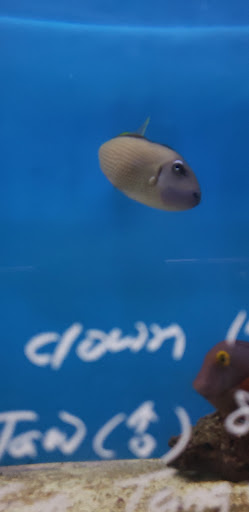 Pet Supply Store «Monrovia Tropical Fish», reviews and photos, 603 W Huntington Dr, Monrovia, CA 91016, USA