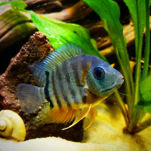 Aquarium Shop «Something Fishy Inc.», reviews and photos, 4764 State Rd, Cleveland, OH 44109, USA