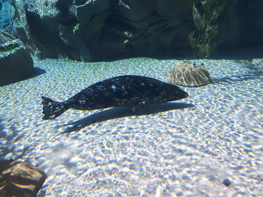 Museum «Peggy Notebaert Nature Museum», reviews and photos, 2430 N Cannon Dr, Chicago, IL 60614, USA