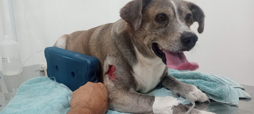 SETTER - Clínica Veterinária e Banho & tosa em São Paulo - SP