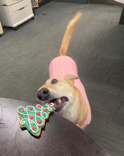 Pet Supply Store «Pets Naturally», reviews and photos, 1420 W South Airport Rd, Traverse City, MI 49686, USA