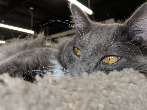 Pet Supply Store «Bark Avenue», reviews and photos, 3919 Park Dr, El Dorado Hills, CA 95762, USA