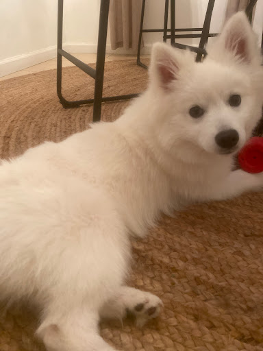 Pet Supply Store «Your Pet Experts», reviews and photos, 1665 State Hill Rd #490, Wyomissing, PA 19610, USA