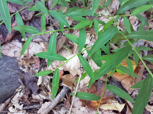 Park «Bechtel Park», reviews and photos, Naamans Rd, Claymont, DE 19703, USA