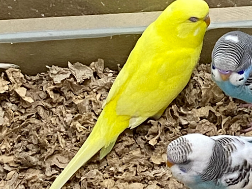 Pet Store «Petland», reviews and photos, 1514 Stonecreek Dr, Pickerington, OH 43147, USA