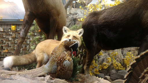 Outdoor Sports Store «Field & Stream», reviews and photos, 3851 Chapel Ln, Hoover, AL 35244, USA