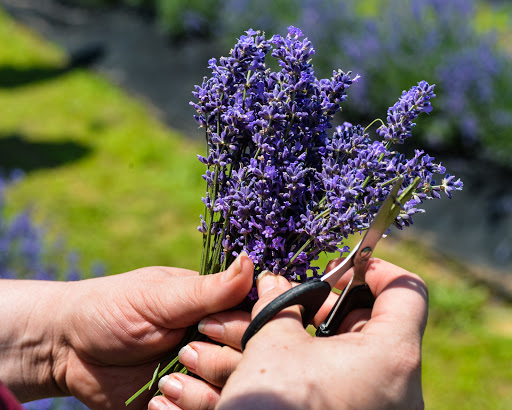 Tourist Attraction «Peaceful Acres Lavender Farm», reviews and photos, 2387 Co Rd 80, Martinsville, OH 45146, USA