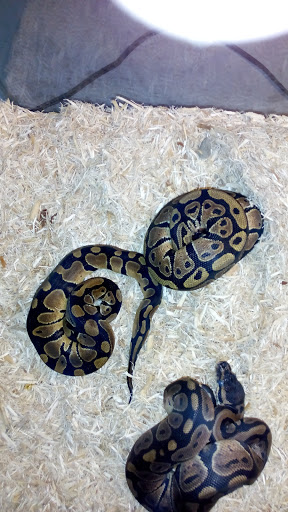 Pet Store «Hillcrest Farms Pet Shop», reviews and photos, 629 S Broadway St, McComb, MS 39648, USA