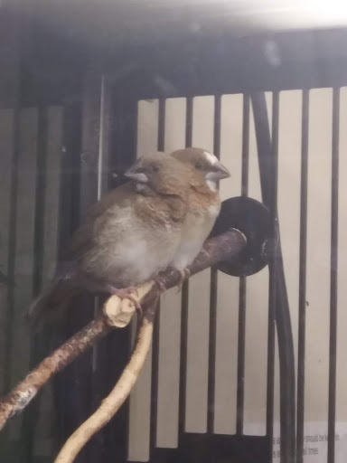 Pet Supply Store «Petco Animal Supplies», reviews and photos, 6720 Fox Centre Pkwy, Gloucester Courthouse, VA 23061, USA