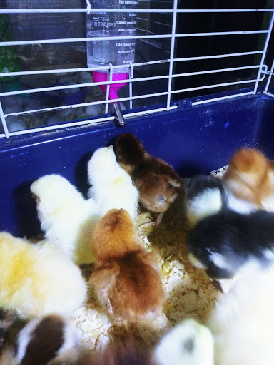 Pet Supply Store «E & M Pet Shop», reviews and photos, 5900 Whittier Blvd, Los Angeles, CA 90022, USA