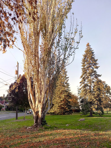 Park «Genesee Park and Playfield», reviews and photos, 4316 S Genesee St, Seattle, WA 98118, USA