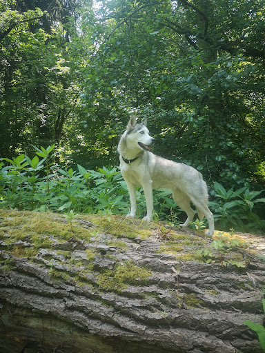 Veterinarin Hans Peter Niklas unter Bergisch Gladbach, 