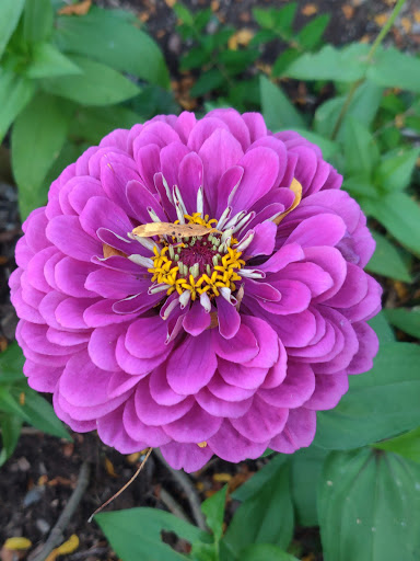 Market «Westville Quality Market», reviews and photos, 243 Alden Ave, New Haven, CT 06515, USA