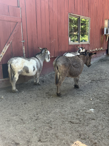 Boutique «Crystal Lake Alpaca Farm and Boutique», reviews and photos, 4907 River Rd, Frankfort, MI 49635, USA