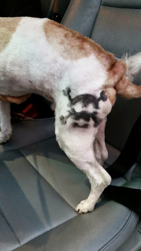 Pet Supply Store «PetSmart», reviews and photos, 1050 McKinley Pl Dr #30, San Marcos, TX 78666, USA